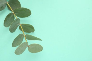 Turkuaz arka planda güzel bir okaliptüs dalı, yakın plan. Metin için boşluk