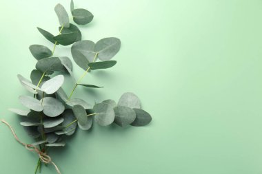 Açık yeşil arka planda güzel okaliptüs dalları, üst manzara. Metin için boşluk