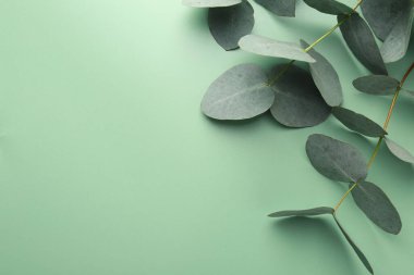 Açık yeşil arka planda güzel okaliptüs dalları, üst manzara. Metin için boşluk