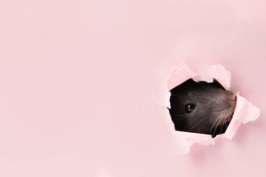 Pembe kağıt çarşaftaki delikten bakan sevimli sıçan. Metin için boşluk