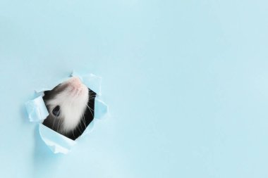 Açık mavi kağıt çarşafla delikten bakan sevimli bir fare. Metin için boşluk