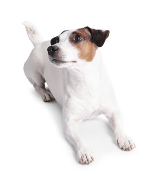 Beyaz arka planda sevimli Jack Russell Terrier köpeği