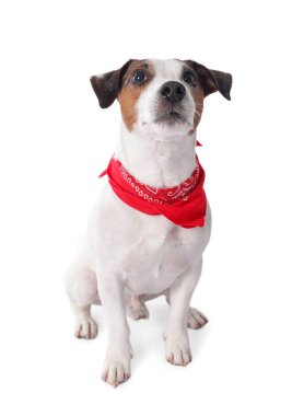 Beyaz arka planda oturan kırmızı bandanalı şirin Jack Russell Terrier köpeği.
