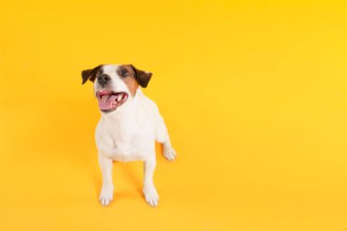 Sarı arka planda şirin Jack Russell Terrier köpeği. Metin için boşluk