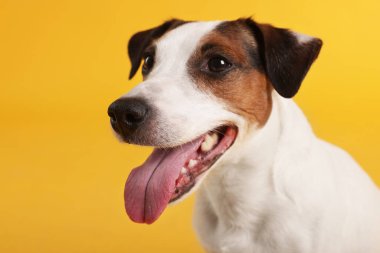 Sarı arka planda şirin Jack Russell Terrier köpeği portresi