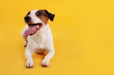 Sarı arka planda yatan sevimli Jack Russell Terrier köpeği. Metin için boşluk