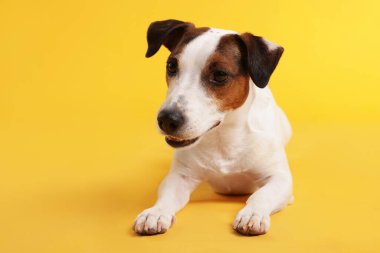 Sarı arka planda şirin Jack Russell Terrier köpeği