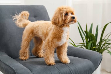 Evdeki koltukta sevimli Maltipoo köpeği.