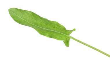 Bir taze yeşil kuş yaprağı beyaza izole edilmiş.