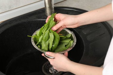 Kadın musluk suyunun altında taze kuş yapraklarını yıkıyor. Lavabonun üstünde, yakın plan.