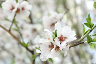 Güzel çiçek açan erik ağacı, açık havada beyaz çiçekler, yakın plan.