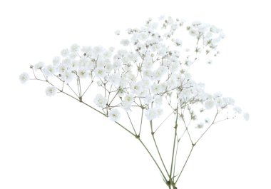 Beyaz arka planda güzel narin çigila çiçekleri