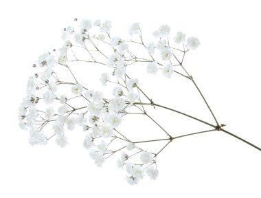 Beyaz arka planda güzel narin çigila çiçeği