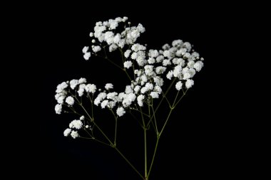 Siyah arka planda güzel narin çigila çiçeği