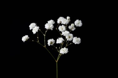 Siyah arka planda güzel narin çigila çiçeği