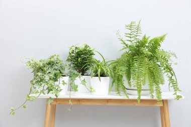 Açık gri duvarın yanındaki masada yeşil saksıda saksılar var.