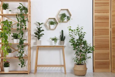 Yeşil saksılı ev bitkileri ve beyaz duvarın yanındaki mobilyalar.