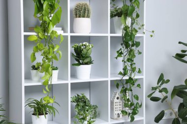 Açık gri duvarın yakınındaki raflarda yeşil saksıda saksılar var.