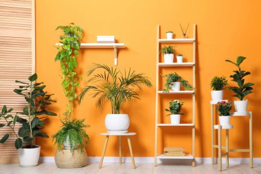 Turuncu duvarın yanında farklı güzel bitkiler var.