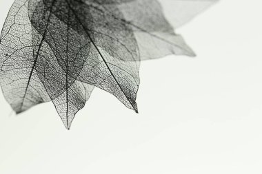 Işık arka planında güzel iskelet yaprakları, makro manzara. Metin için boşluk