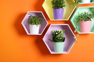 Turuncu duvarda çiçekleri olan renkli bal peteği şekilli raflar, yakın plan.