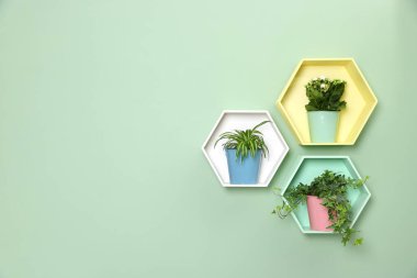 Renkli bal peteği şekilli raflar ve nane aromalı bitkiler. Metin için boşluk