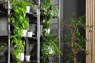 Gri duvarın yanındaki raf ünitesinde bir sürü güzel ev bitkisi var.