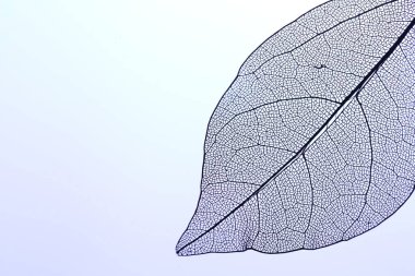 Açık mor arka planda güzel iskelet yaprağı, makro manzara. Metin için boşluk