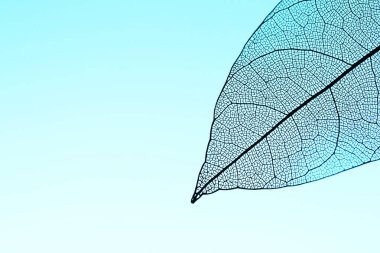 Açık mavi arka planda güzel bir iskelet yaprağı, makro manzara. Metin için boşluk