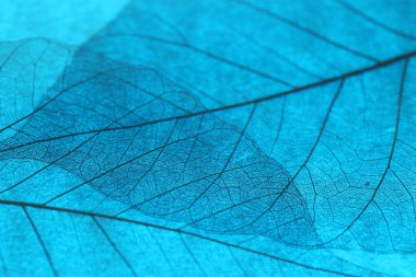 Açık mavi arkaplanda güzel iskelet yaprağı, makro görünüm