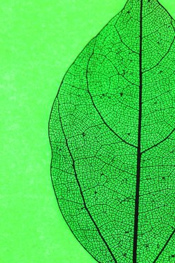 Yeşil arka planda güzel iskelet yaprağı, makro görünüm