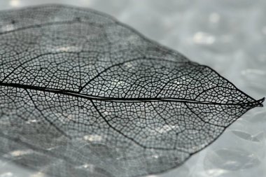 Kabarcık ambalajlı güzel iskelet yaprağı, makro görünüm