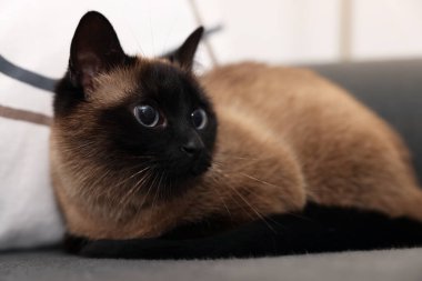 Evdeki kanepede dinlenen sevimli Tayland kedisi, yakın plan.