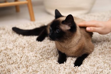 Kadın evde sevimli Taylandlı kediyi okşuyor, yakın plan.