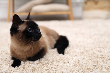 Adorable Thai cat on beige carpet at home, space for text