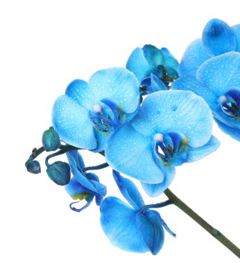Güzel mavi orkide çiçeği beyaza izole edilmiş.