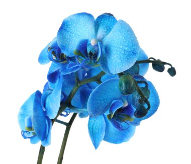 Güzel mavi orkide çiçeği beyaza izole edilmiş.