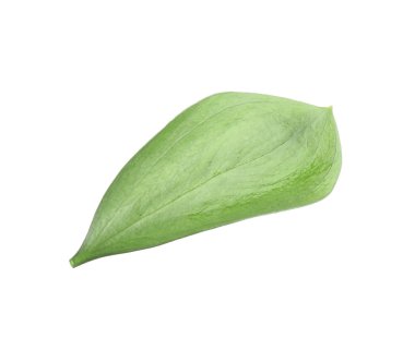 One fresh green Ruscus leaf isolated on white