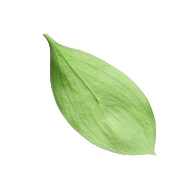 One fresh green Ruscus leaf isolated on white