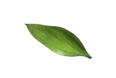 One fresh green Ruscus leaf isolated on white
