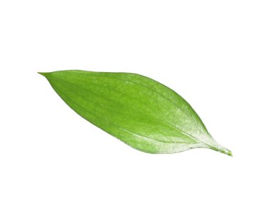 One fresh green Ruscus leaf isolated on white