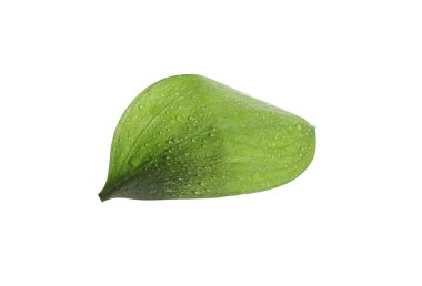 Beyaz üzerinde su damlaları olan bir Ruscus yaprağı