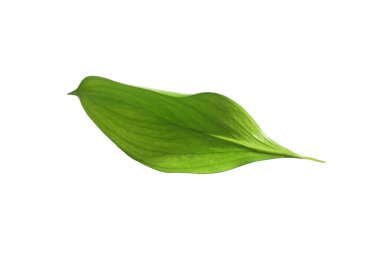 One fresh green Ruscus leaf isolated on white