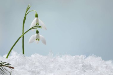 Beautiful snowdrops on snow against light blue background, closeup. Space for text