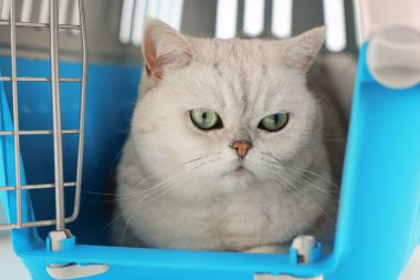 Evcil hayvan taşıyıcısındaki sevimli kedi, yakın plan. Sevimli hayvan.