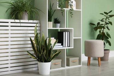 Ev bitkileri ve açık yeşil duvarın yanında farklı dekorasyon ürünleri olan raf ünitesi.