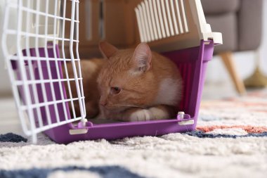 Evdeki evcil hayvan taşıyıcısında şirin bir kedi, yakın plan.