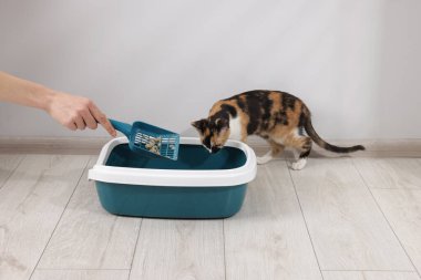 Çöp tepsisi temizleyen kadın ve sevimli kedi içeride, yakın plan.