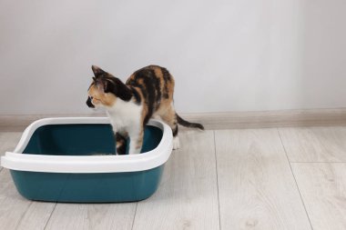 Kum tepsisi içinde şirin bir kedi. Metin için yer var.