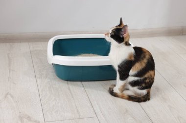 İçerideki çöp tepsisinin yanında şirin bir kedi var.